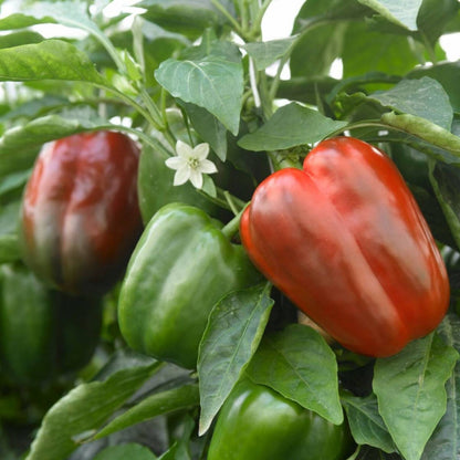 California Wonder 300 Sweet Bellpepper