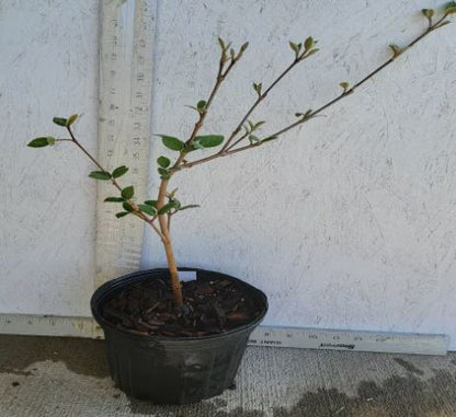 1pc Viburnum × juddii 'Judd Viburnum' Shrub Live Plant