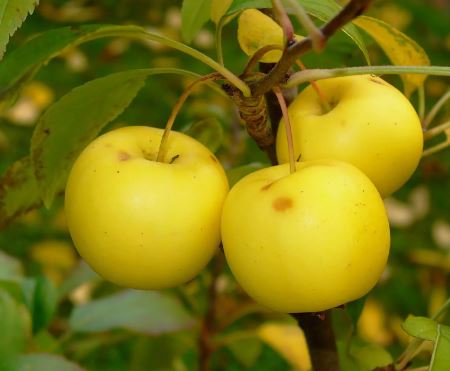 10 Seeds European Crab Apple Malus sylvestris