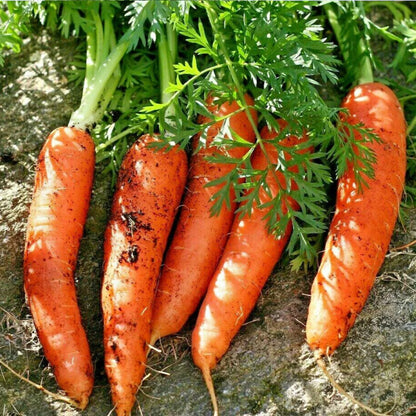 Carrot Tendersweet