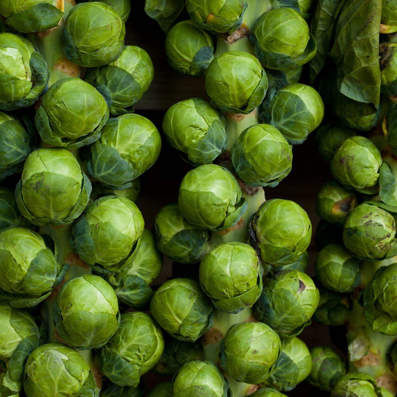 Brussel Sprouts Catskill 250 Seeds For Planting