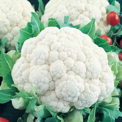 Cauliflower Snowball Y Improved