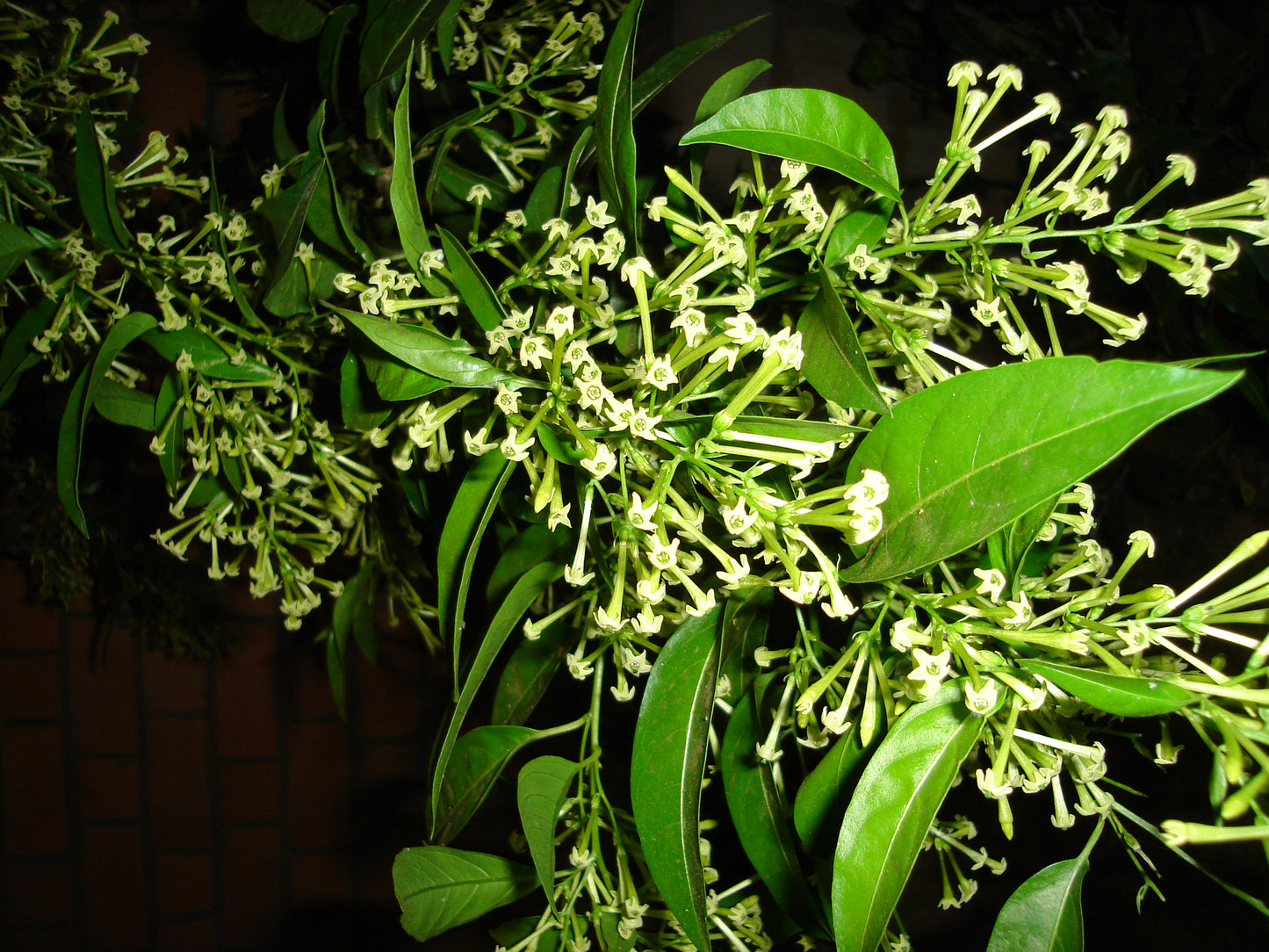 Night Blooming Jasmine 4-13 Inch Live Plants fully rooted.