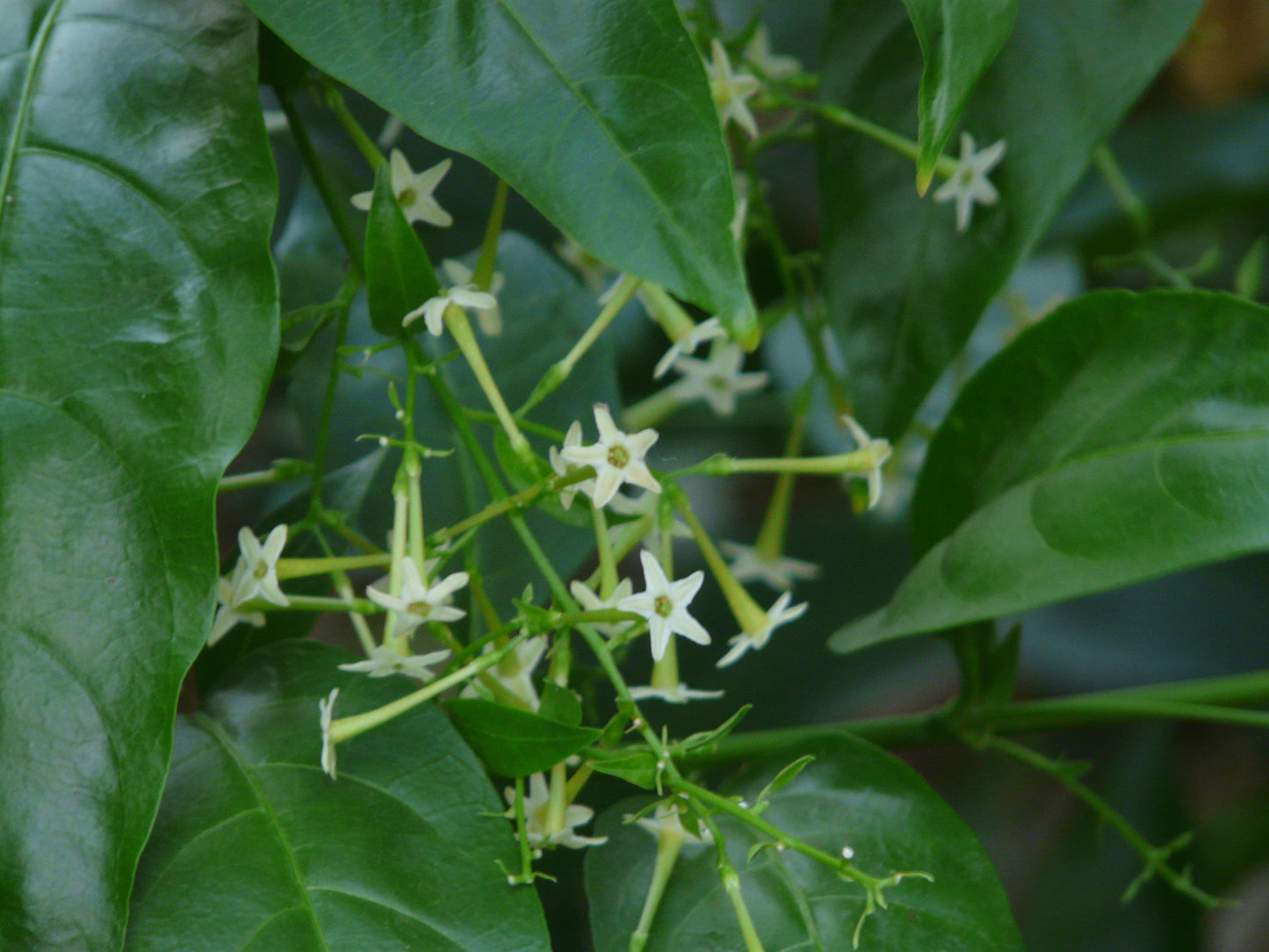 Night Blooming Jasmine 4-13 Inch Live Plants fully rooted.