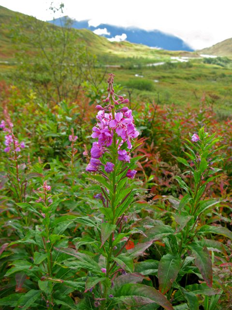 Chamaenerion Angustifolium - Fireweed 30mg Seeds For Planting