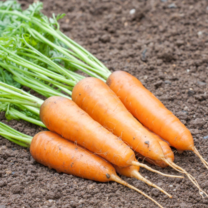 Chantenay Red Cored Carrot