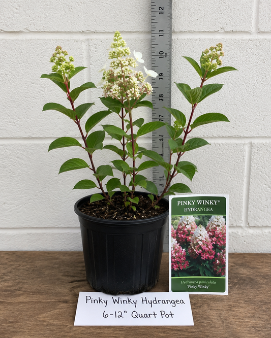 Pinky Winky Hydrangea Live Plant 6–12 Inch Quart Pot – Hydrangea paniculata 'Pinky Winky'