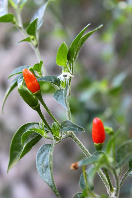 Pepper - Chile Piquin 250mg Seeds For Planting