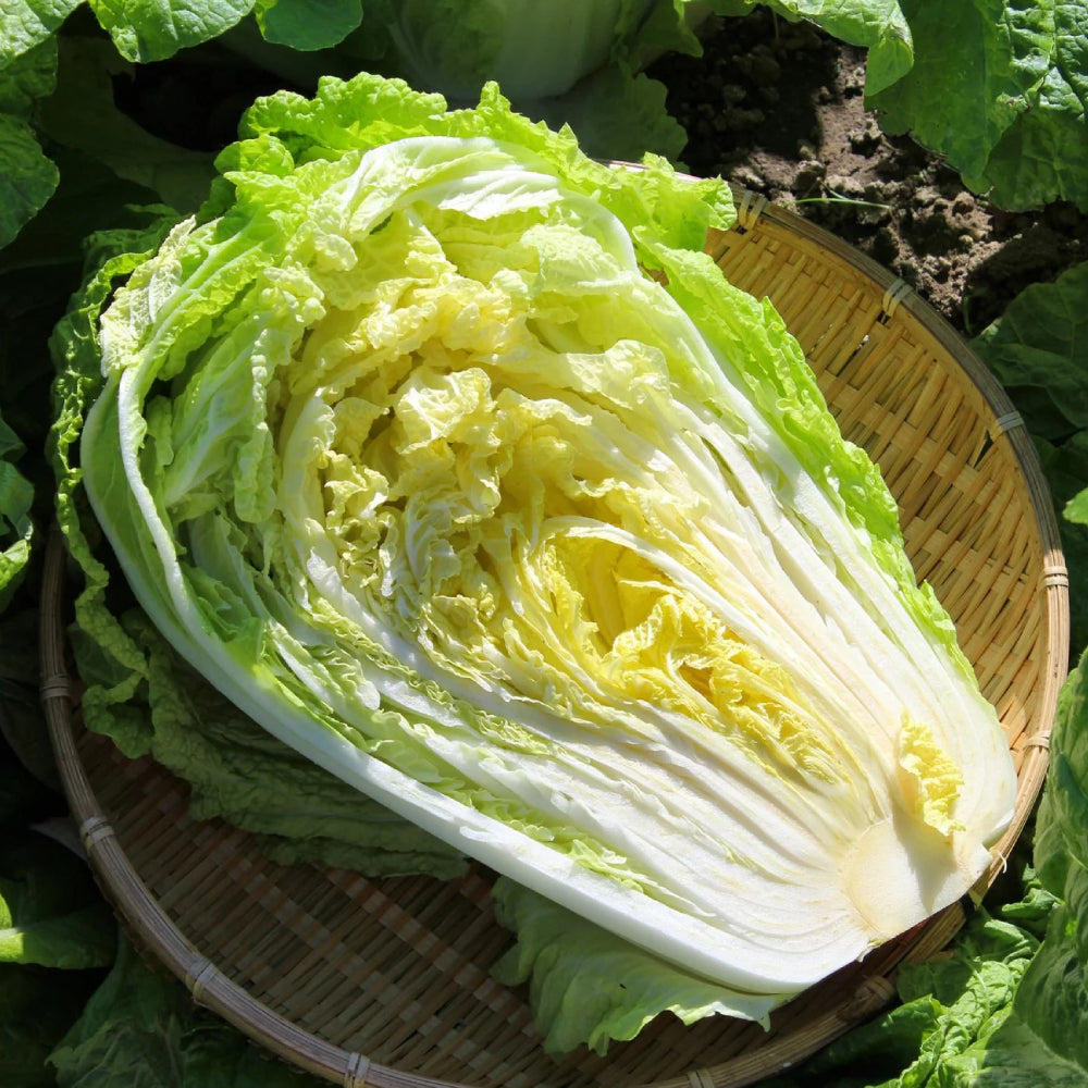 Chinese Cabbage Kogane