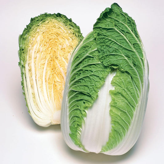 Chinese Cabbage Matsushima Brassica Rappa Pekinensia Group