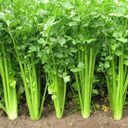 Chinese Celery Kintsai Dark Green