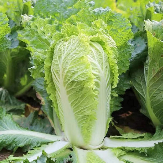 Chinese Heading Cabbage Michihli