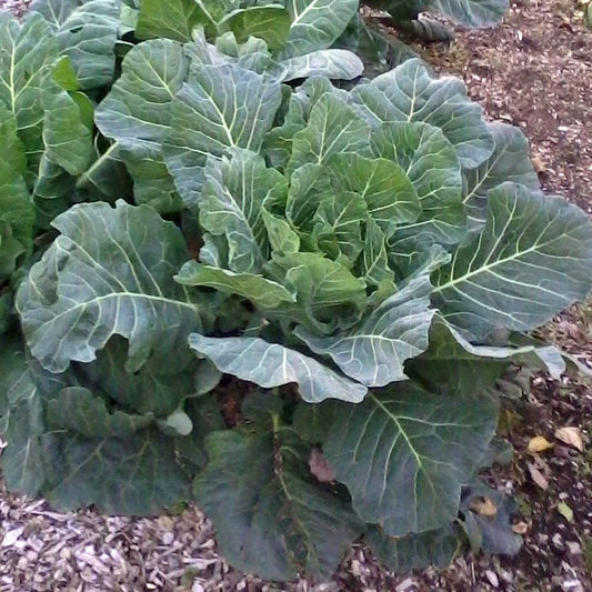 Collards Champion