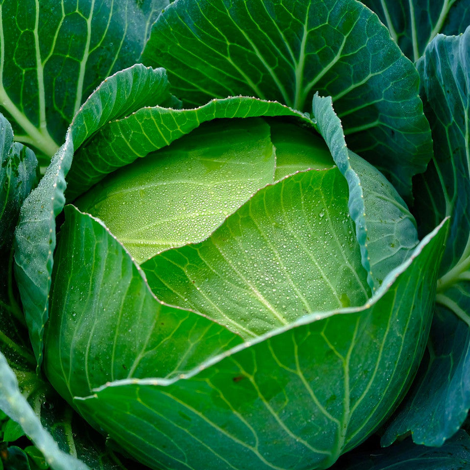 Cabbage Copenhagen Market 250 Seeds For Planting