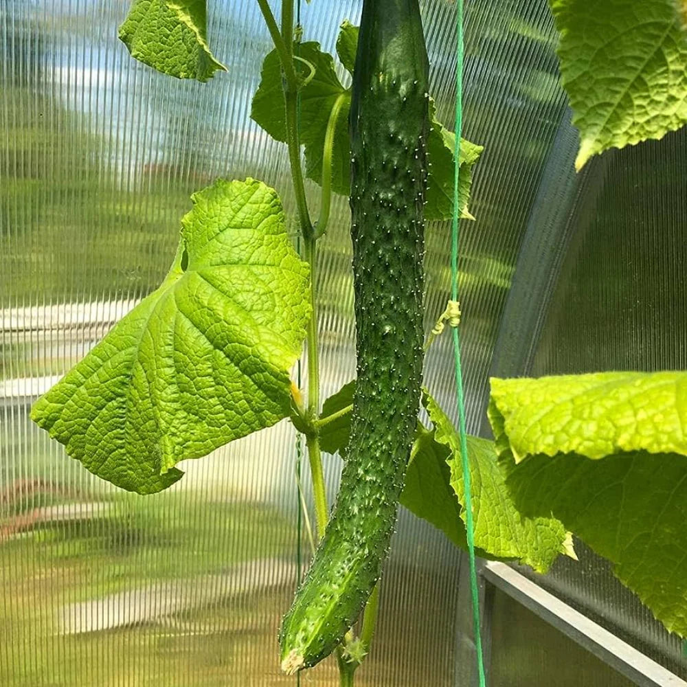 Cucumber chinese snake curved 10 Seeds For Planting