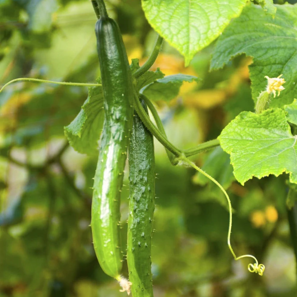 Cucumber Chinese Snake Curved – Sejahtera Seeds and Bulbs