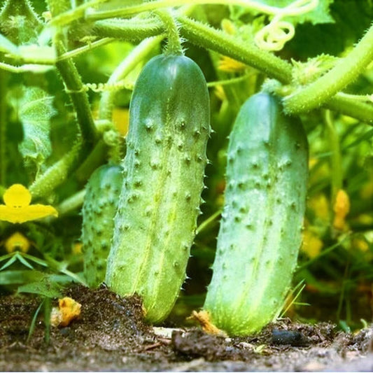 Cucumber National Pickling