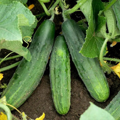 Cucumber Spacemaster 80