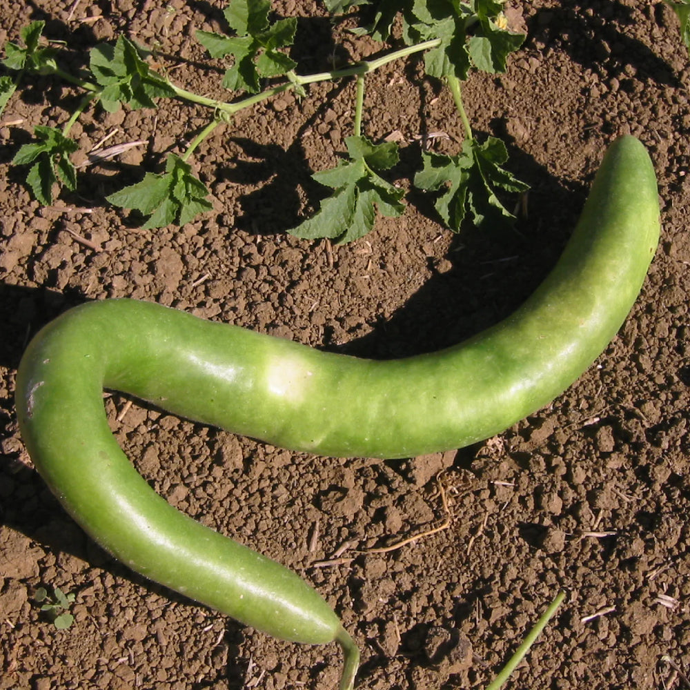 Cucuzzi (Italian Edible) Gourd