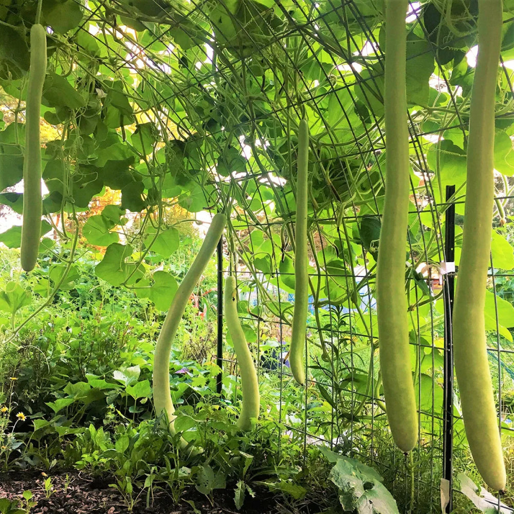 Cucuzzi (Italian Edible) Gourd