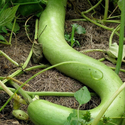 Cucuzzi (Italian Edible) Gourd