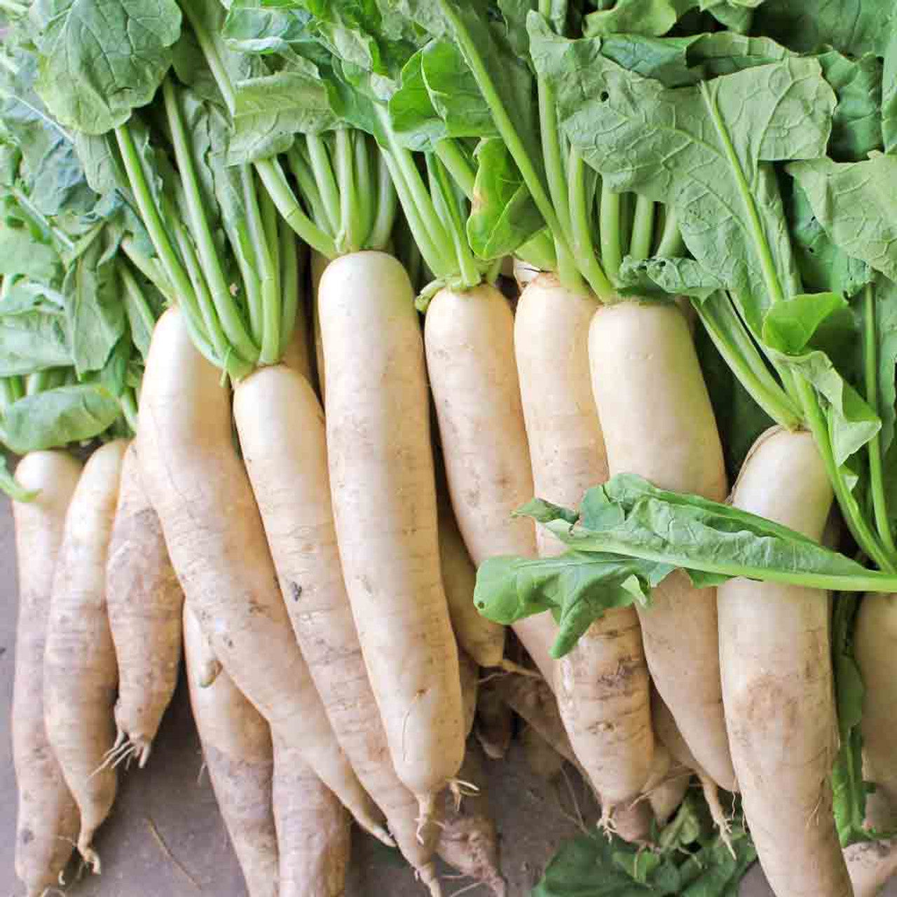 Japanese Minowase (Daikon) Radish 1g Seeds For Planting