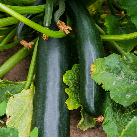 Dark Green Zucchini Summer Squash