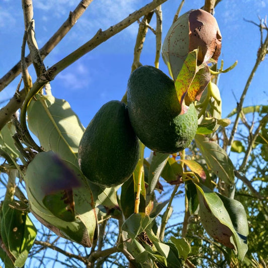 Fantastic Avocado – Persea americana 6 Seeds  Easy to Grow | Nutritious Fruit | Home & Container Friendly