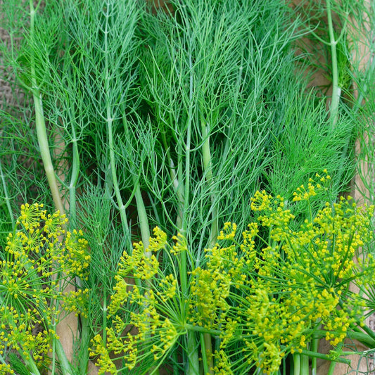 Dill Bouquet