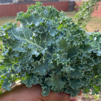 Dwarf Blue Curled Scotch Kale