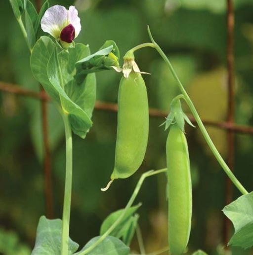 Pea Snow Dwarf Sugar Grey 40 Seeds For Planting