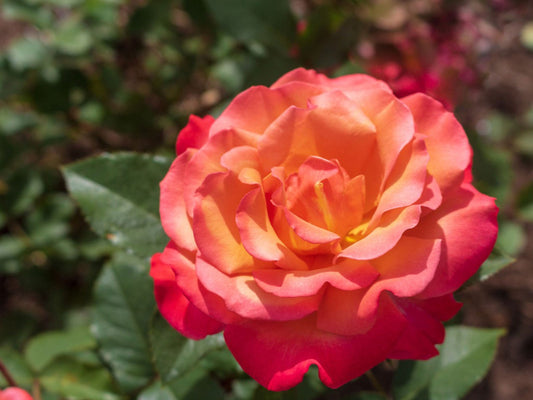 2 Live Starter Plants in 2 Inch Pots Tuscan Sun Rose Bush