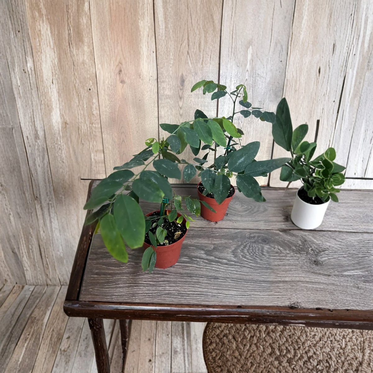 Katuk Sweet Leaf Live Plant, Sauropus Androgynus, Tropical Edible Foliage Plant, 5 Inch Pot, Asian Vegetable Garden Shrub