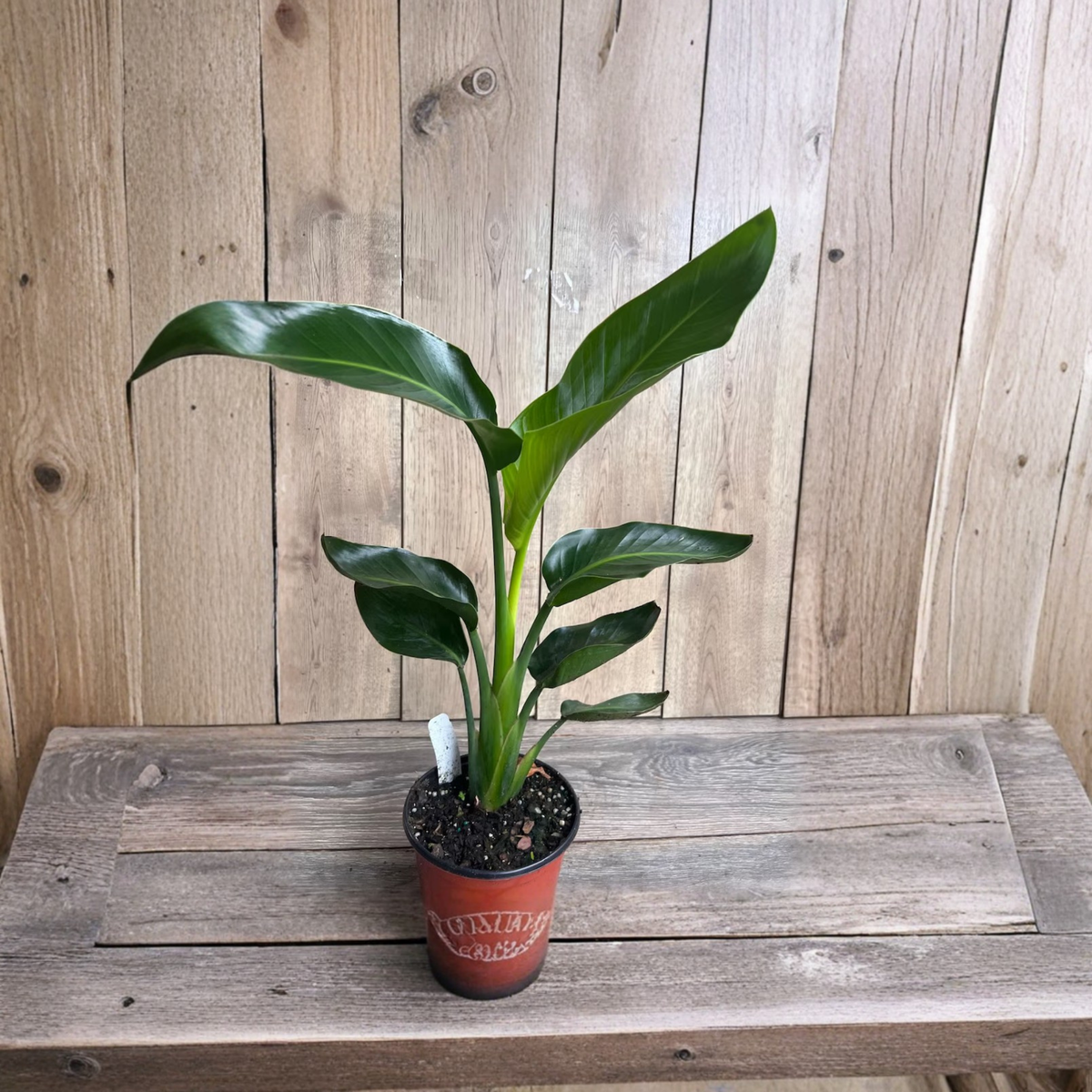 White Bird of Paradise Live Plant, Strelitzia Nicolai in 4 Inch Pot, Tropical Indoor Outdoor Foliage Plant, Large Leaf Houseplant