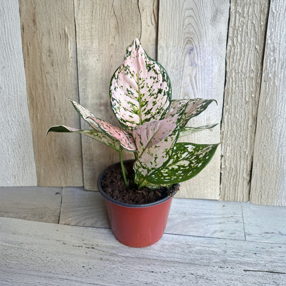 Aglaonema Pink Eileen Live Plant in 4" Pot – Colorful Indoor Houseplant