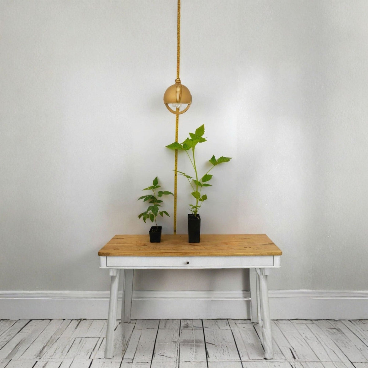 12 Canby Thornless Red Raspberry Starter Plants, 6–8 Month Old Live Potted Berry Bushes, Flavorful Red Fruit Plants