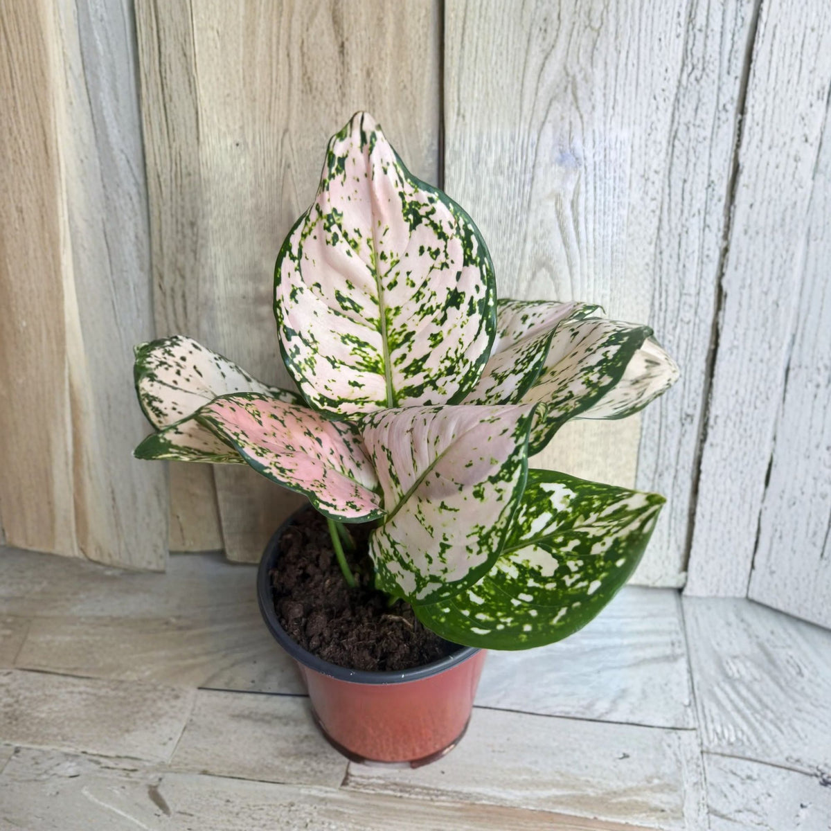 Aglaonema Pink Eileen Live Plant in 6" Pot – Colorful Indoor Houseplant