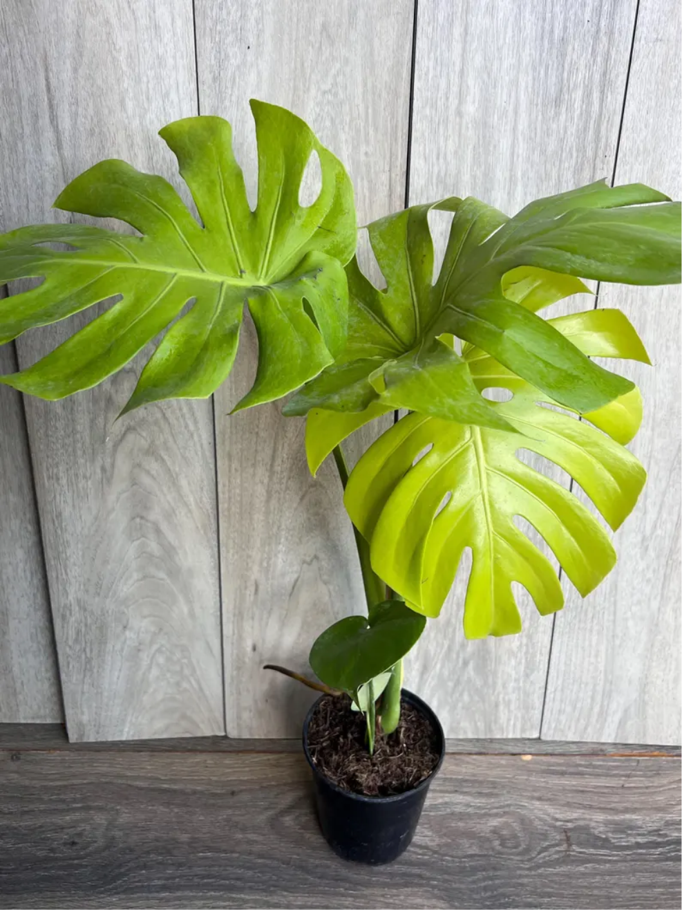 Monstera Lemon Lime Plant in 6 Inch Pot, Neon Green Monstera Deliciosa, Tropical Indoor Houseplant, Rare Aroid Plant