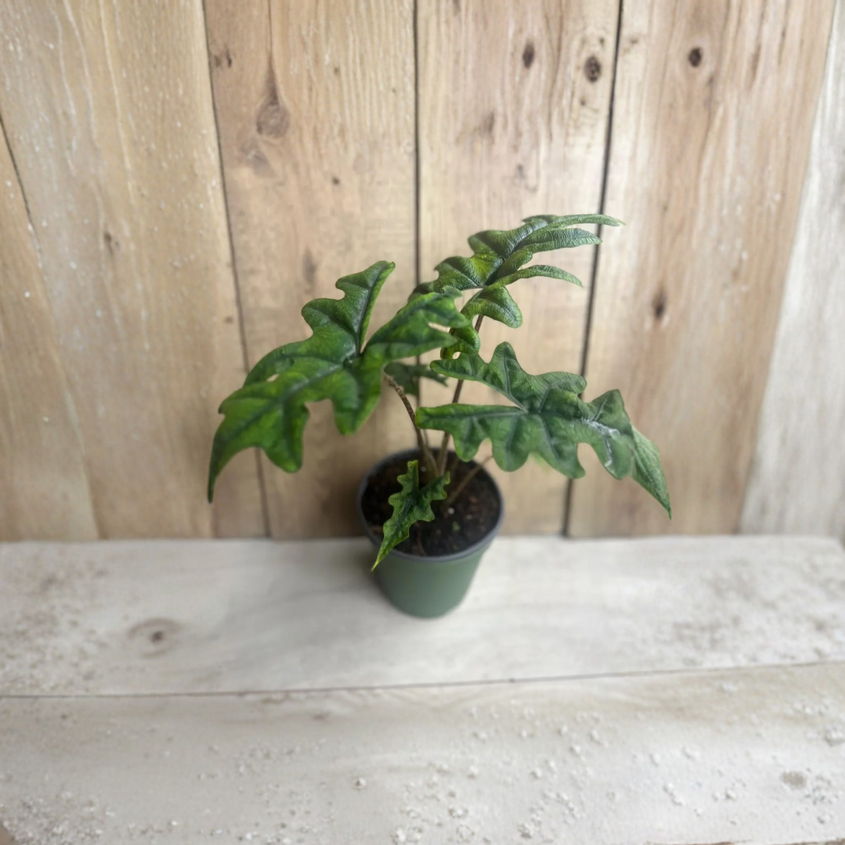 Alocasia Jacklyn Live Plant in 6 Inch Pot, Rare Tropical Aroid, Stag Head Elephant Ear, Textured Green Foliage Houseplant