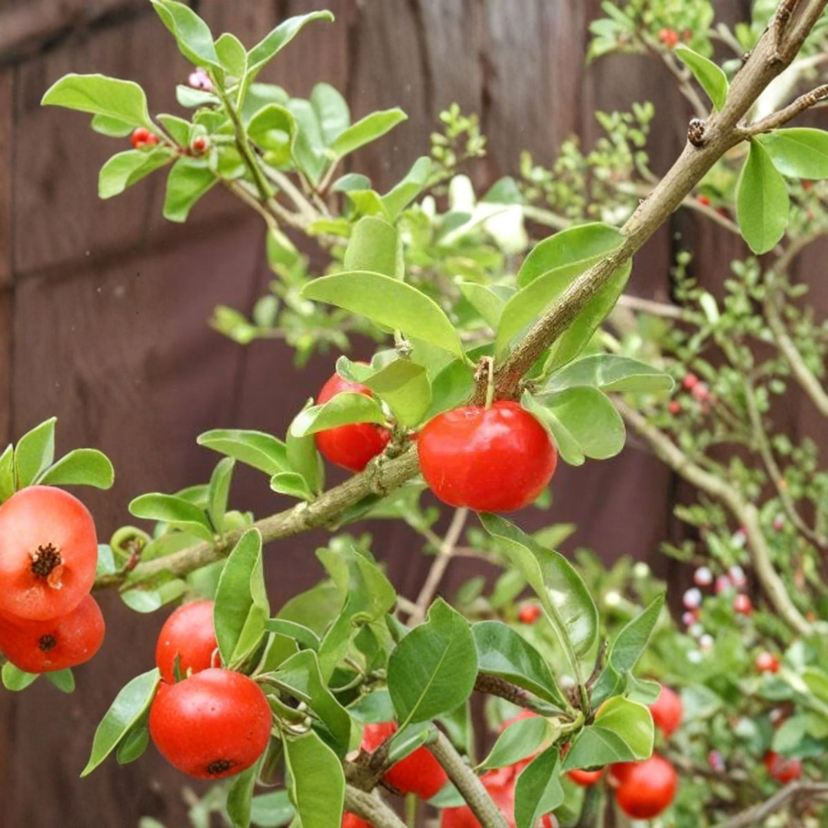 Barbados Cherry Live Plant, Acerola Cherry Fruit Tree, Tropical Fruit Bush, Edible Cherry Plant, 1 Foot Tall, 6-Inch Pot