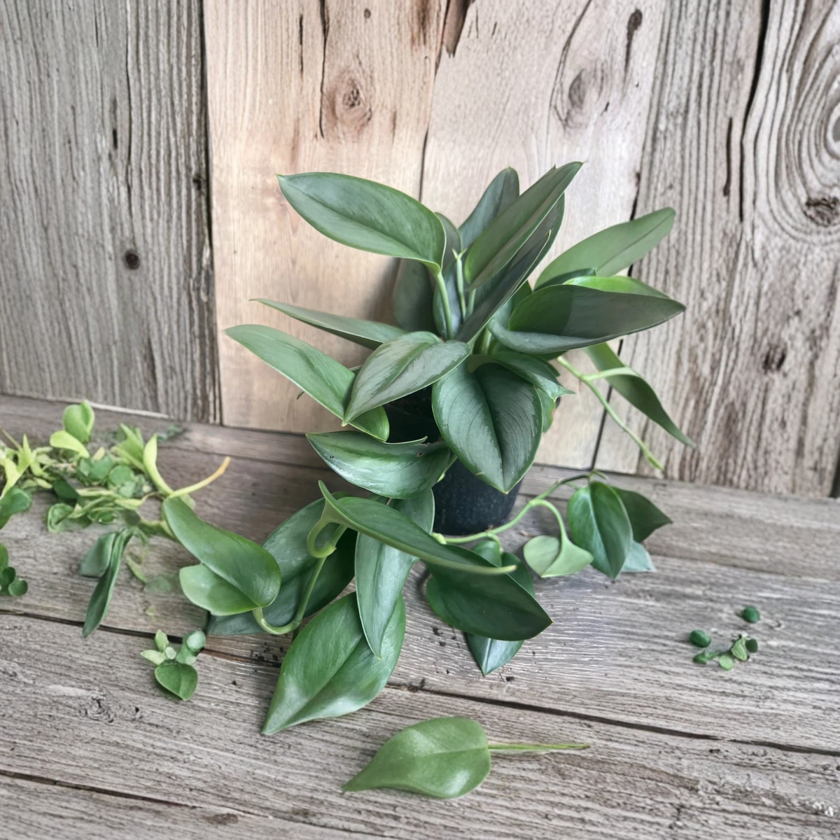 Scindapsus Treubii Moonlight Live Plant, Sterling Silver Scindapsus, Silver Foliage Houseplant, 6 Inch Pot, Tropical Trailing Vine