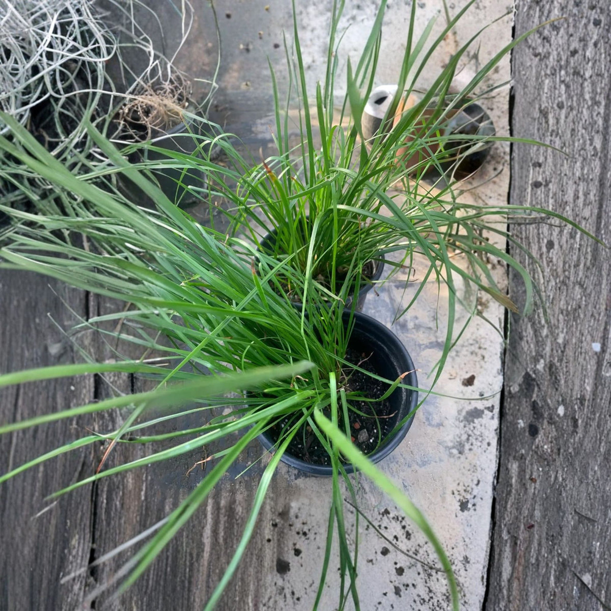 Lomandra Breeze Live Plant, Lomandra Longifolia, 4–8 Inch Tall, 1 Gallon Potted Ornamental Grass, Low Maintenance Ground Cover
