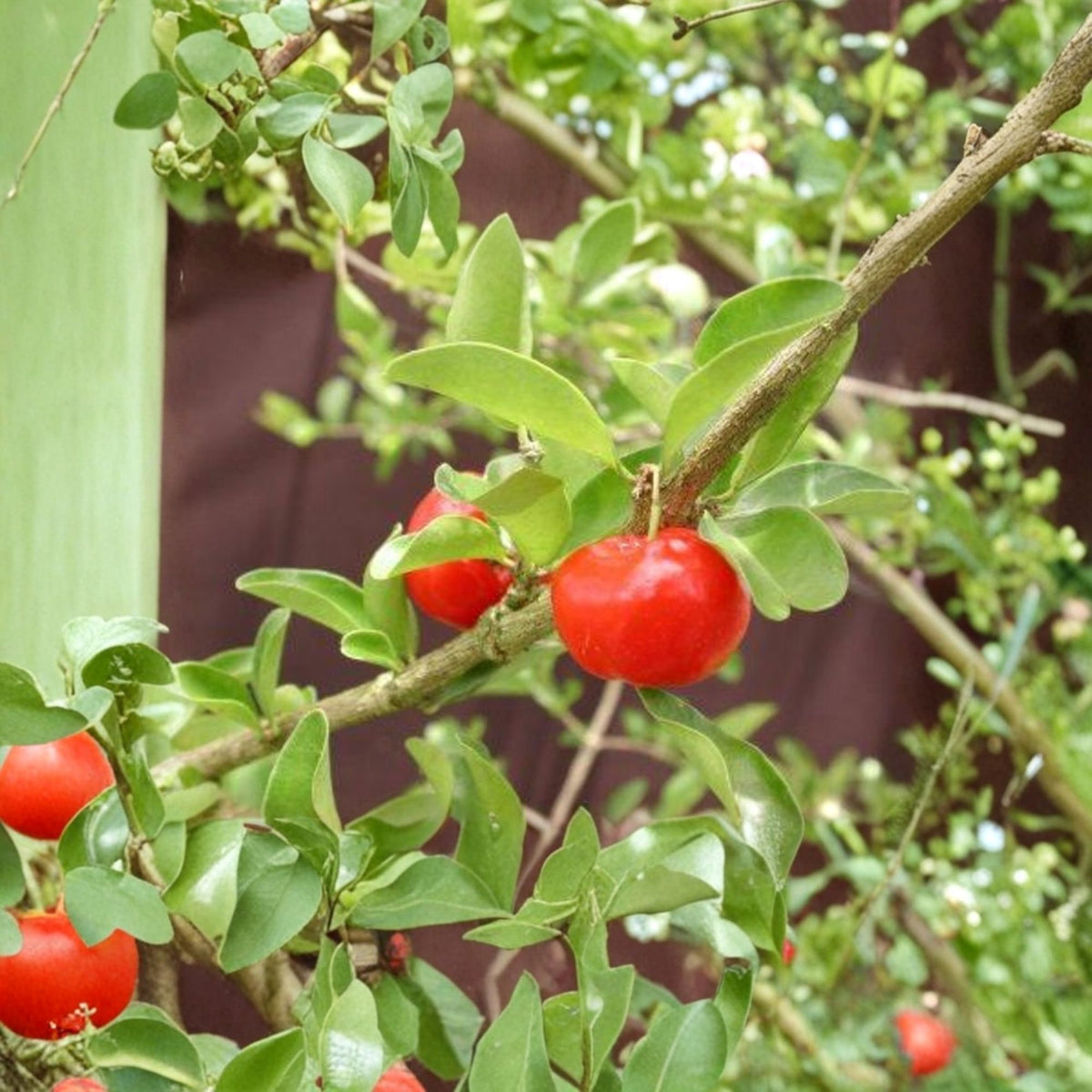 Barbados Cherry Live Fruit Tree – 2–3 Feet Tall, 3-Gallon Pot (Malpighia emarginata)