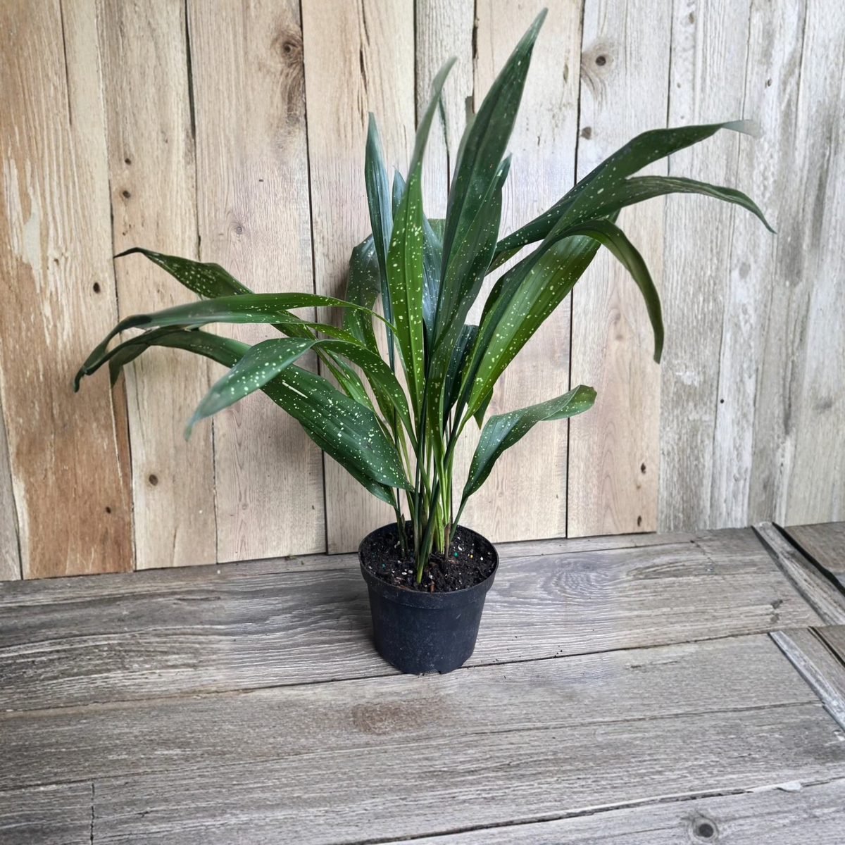 Aspidistra Milky Way Live Plant in 6 Inch Pot, Variegated Cast Iron Plant, White Speckled Foliage, Low Light Easy Care Houseplant