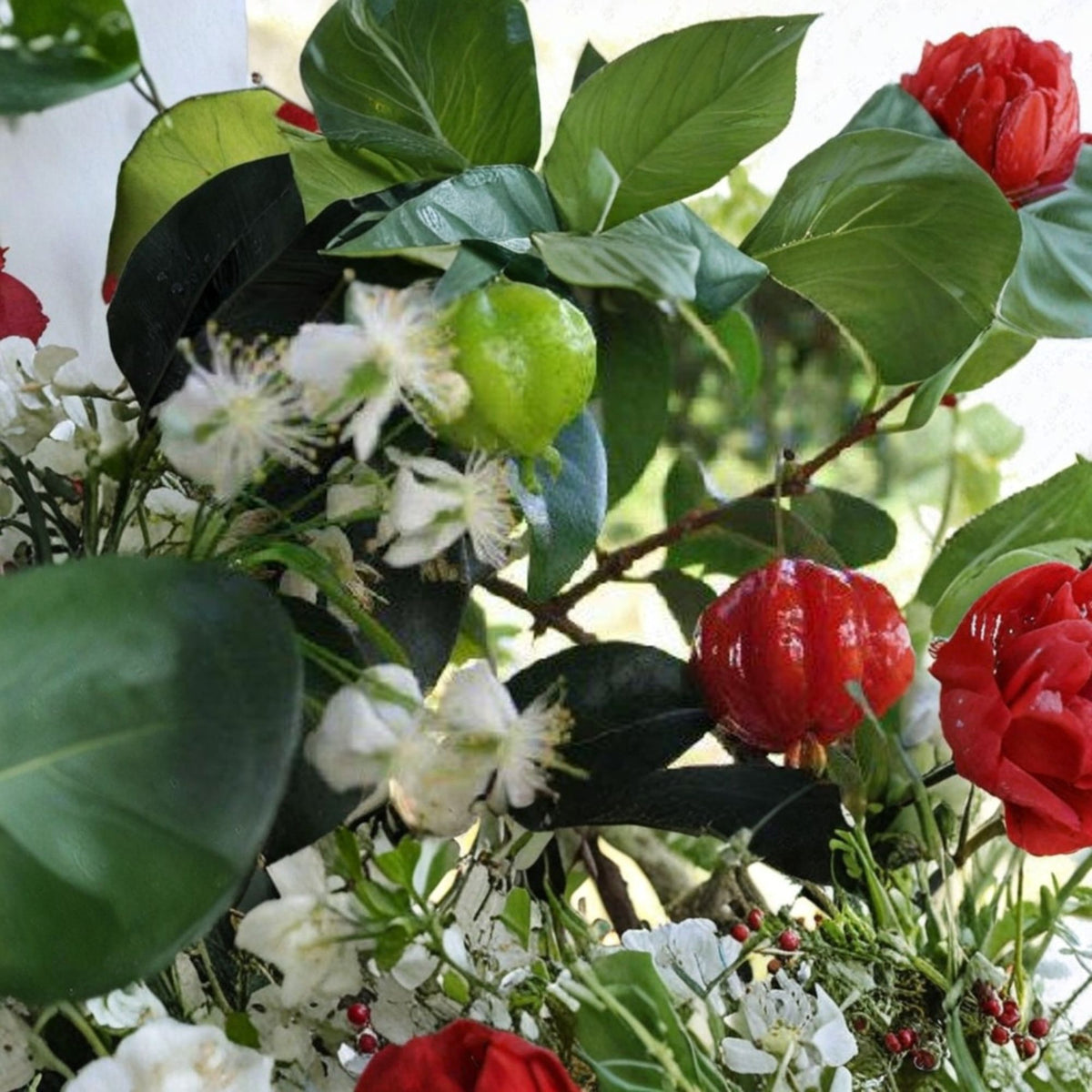 Surinam Cherry Live Fruit Tree – 2–3 Feet Tall, 3-Gallon Pot (Eugenia uniflora)