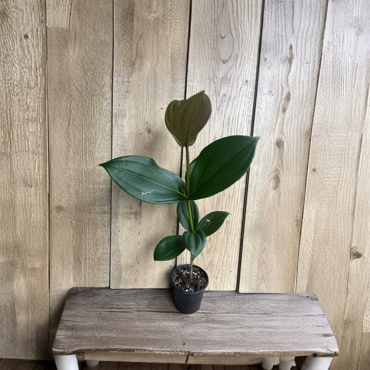 Medinilla Myriantha Live Plant, Malaysian Grapes, Tropical Pink Flowering Plant, Glossy Green Foliage, 4 Inch Pot