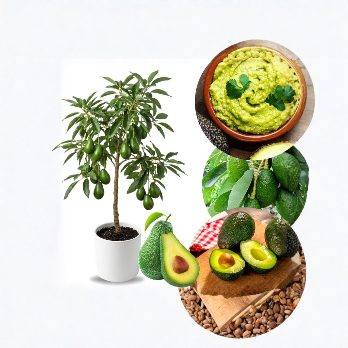 Simon (Simmonds) Grafted Avocado Tree – 1–2 Feet Tall, 3-Gallon Pot