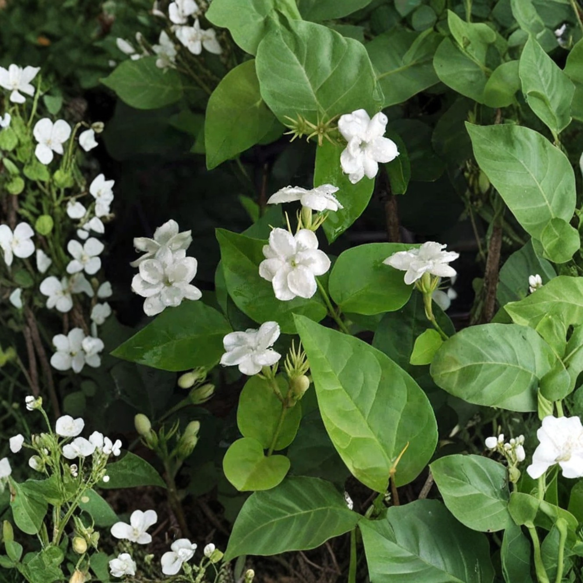 Arabian Jasmine Sambac Live Plant in 6 Inch Pot, Fragrant White Flowers, Evergreen Tropical Flowering Plant, Patio or Indoor Plant