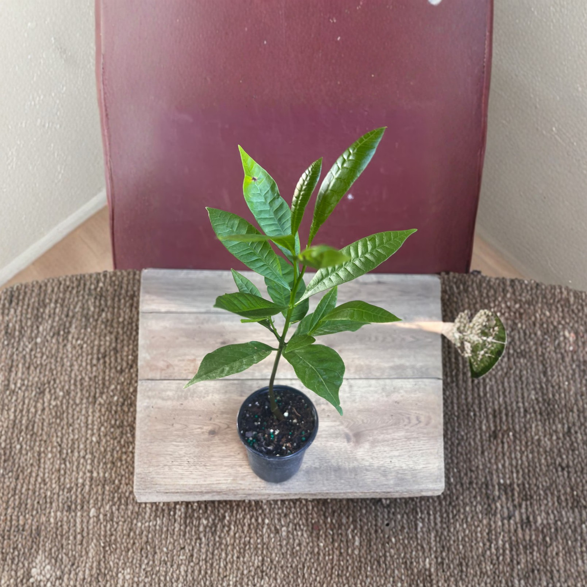 Yellow Cashew Live Plant, Anacardium Occidentale, Jambu Monyet, Kaju Caju Tree, Tropical Evergreen, 4 Inch Potted Plant
