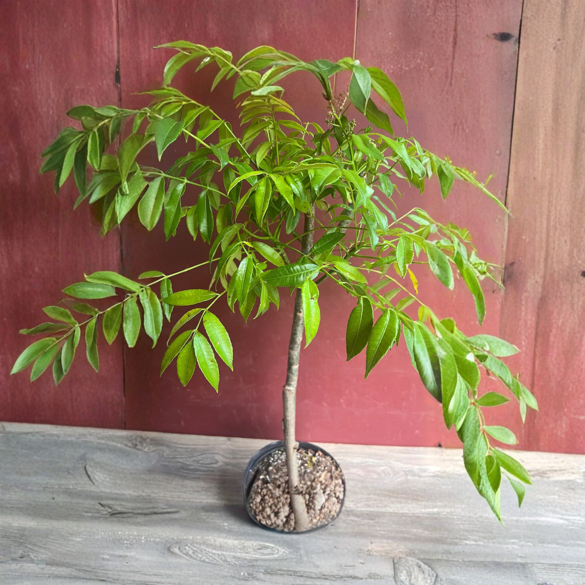 Dwarf June Plum Live Fruit Tree, Ambarella Kedondong, Spondias Dulcis, Tropical Fruit Plant, 3 Gallon Pot, No HI Shipping